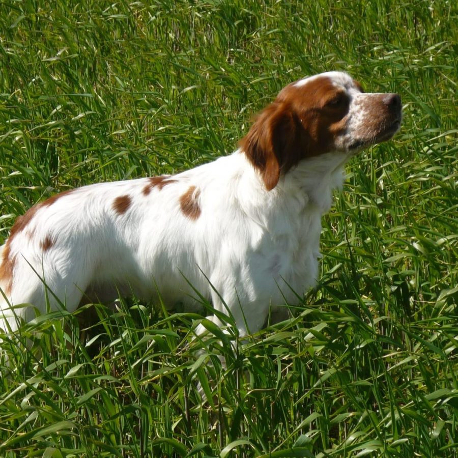 Foto sementales Oku 1