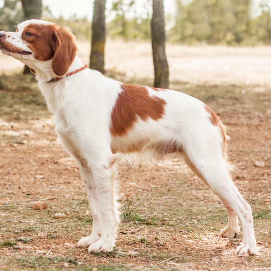 Foto semetales Qus 2