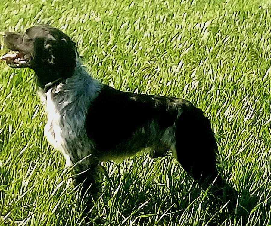 Foto sementales Quijano 2