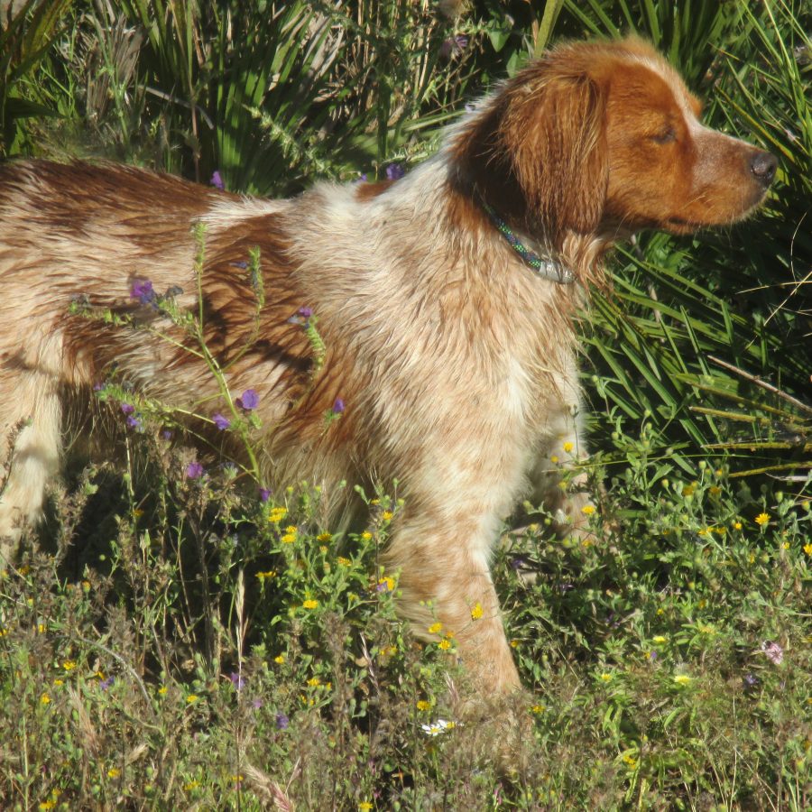 Foto sementales Ciro 1