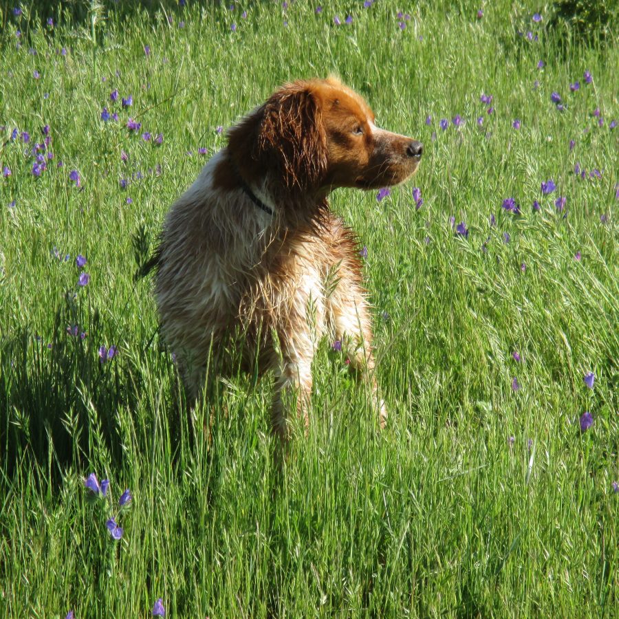 Foto sementales Ciro 2