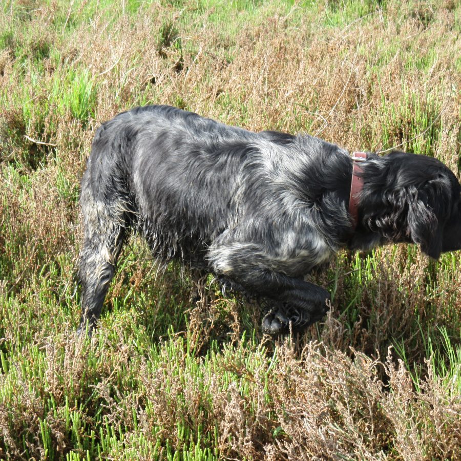 Foto sementales Pepe 2